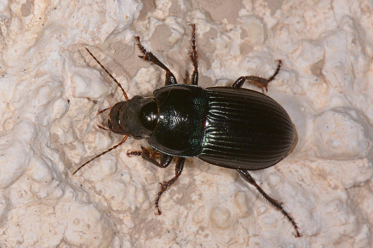 Carabidae: Harpalus dimidiatus